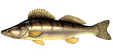 Pike Perch